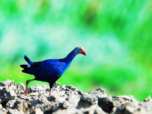 奇特的盔：紫水鸡