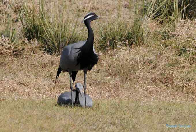 达里诺尔湖的蓑羽鹤