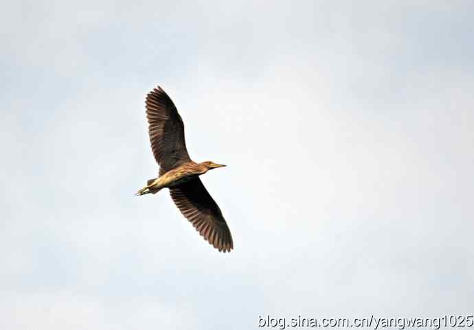 杂片（斑头雁、海鸥、夜鹭）