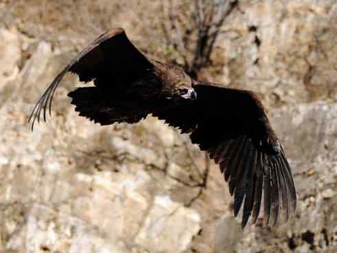 鸟类之最:大秃鹫