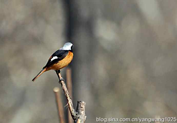 雄性北红尾鸲（随拍）