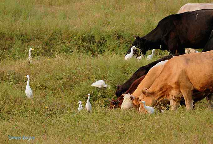 牛鹭两相伴 wbr景鸟一镜收 牛鹭两相伴 wbr景鸟一镜收