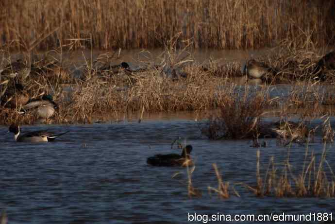 群鸭飞舞贺新岁 群鸭飞舞贺新岁