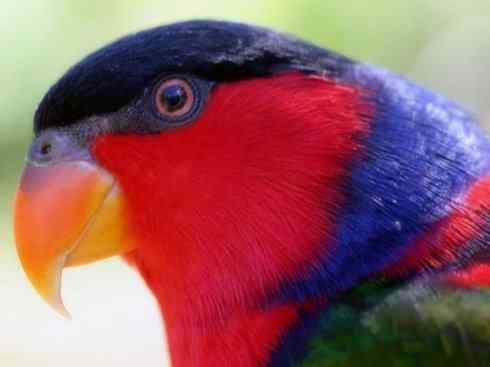 极品红色鸟类：红色吸蜜鹦鹉