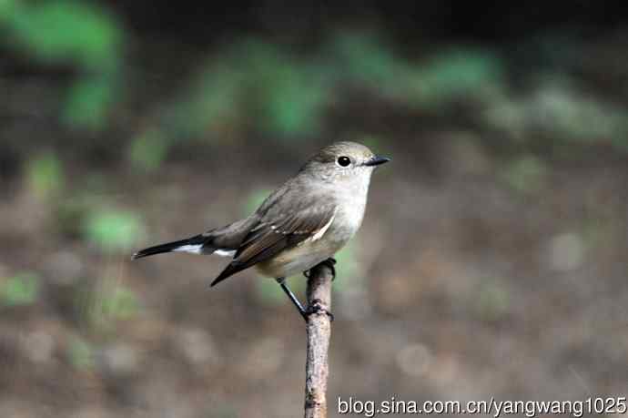 红喉姬鹟（25）