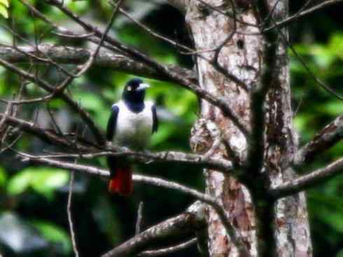 美丽无罪:雀鸟之朱鹂 美丽无罪:雀鸟之朱鹂