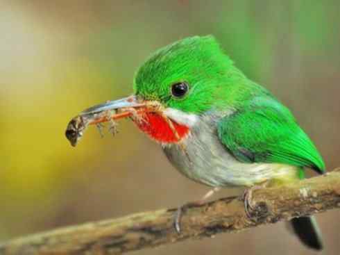 绝色攀禽：佛法僧目之短尾鴗