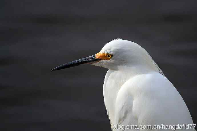 鸟雀肖像：雪鷺