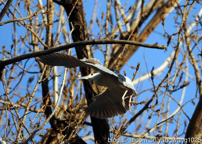 落向枝头的夜鹭(1) 落向枝头的夜鹭(1)