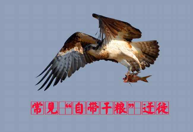 猛禽大全——中国东部地区27种迁徙类猛禽辨识