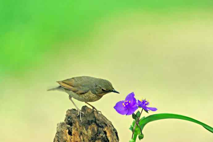 雌性蓝歌鸲与紫露草（1）