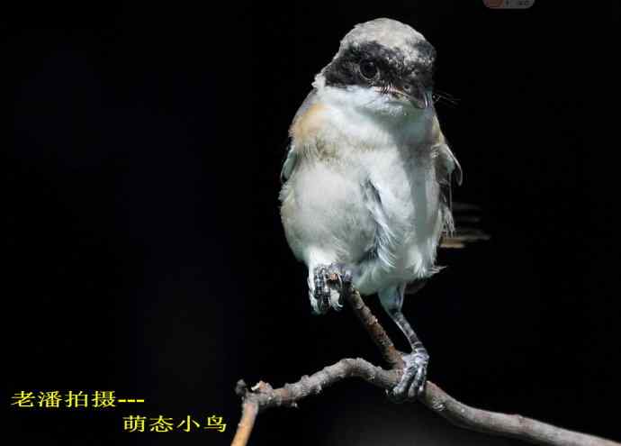 211.小伯劳成长记(5)结束篇--群友部分精彩作品选