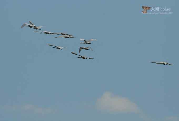 寻大鸨 wbr三百里加急走密城 寻大鸨 wbr三百里加急走密城