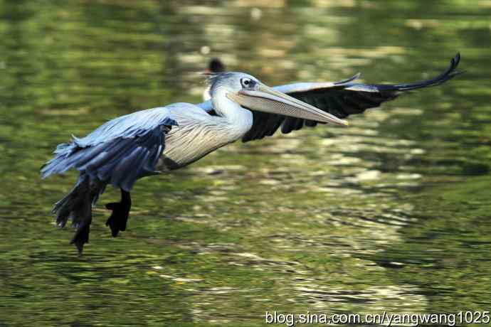 再拍鹈鹕 wbr wbr12