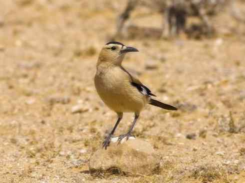 另类鸟类建筑师之二（褐背拟地鸦、雪雀）