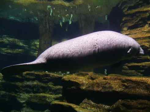美人鱼：传说的兽原型探秘（海牛）