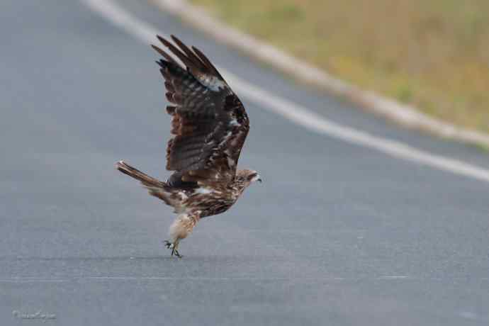 马路天使黑耳鳶