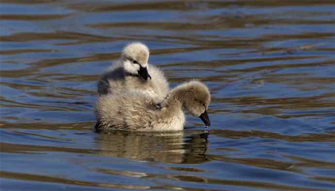 圆明园黑天鹅和她新出生的小宝宝