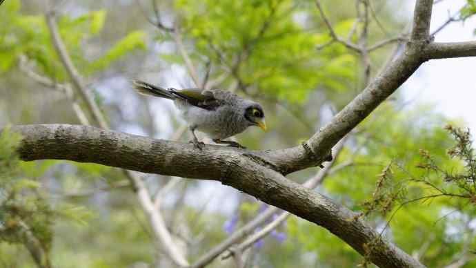 澳洲拍鸟鈥斺斘薮Σ辉诘暮诙羁笪勰