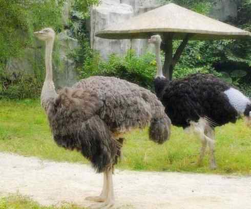 家禽驯化之源之十二 家禽驯化之源之十二