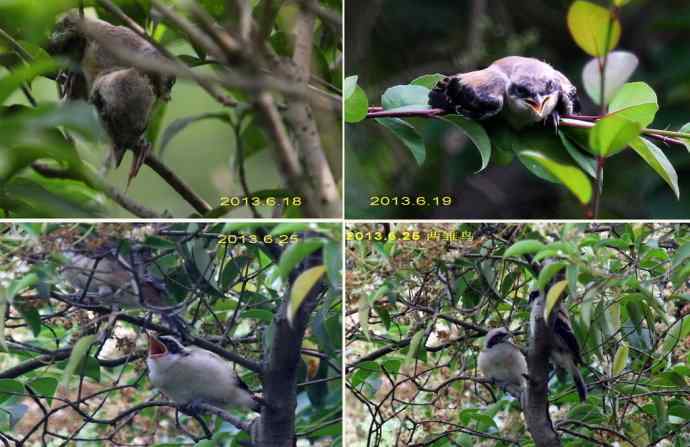 205.小伯劳成长记(1) 205.小伯劳成长记(1)