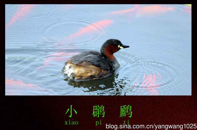 北京天坛公园的鸟类——小鸊鷉