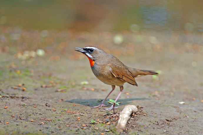 雄性红喉歌鸲（7）