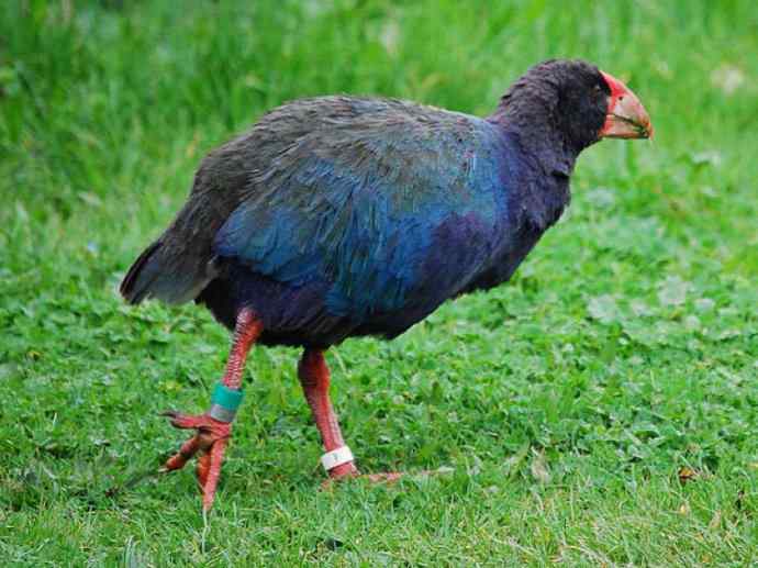 盘点十二大著名食蚁动物：短吻针鼹