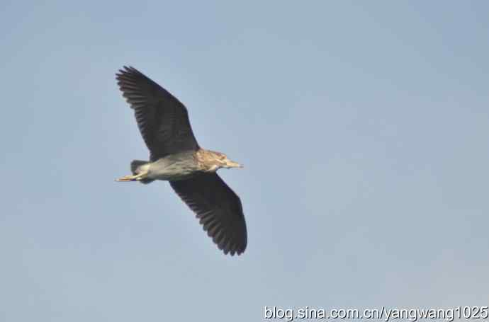 飞(夜鹭) wbr6 飞(夜鹭) wbr6