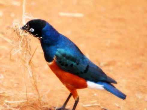 美丽无罪：雀鸟之辉椋鸟