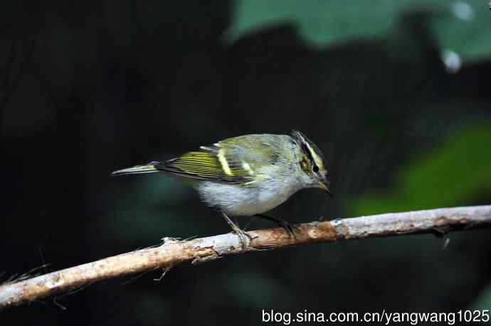 黄眉柳莺（22）