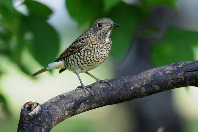 【综合】蓝歌邀宠 wbr五喉闹秋