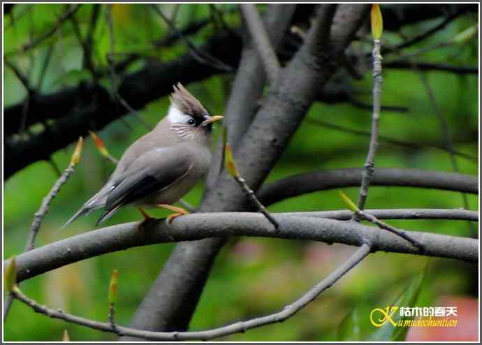 阴天拍鸟之鈥湴琢旆镳题潯菊掌