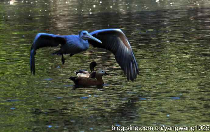 再拍鹈鹕 wbr wbr12