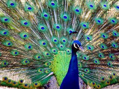 凤凰：传说中的鸟原型探秘（孔雀）