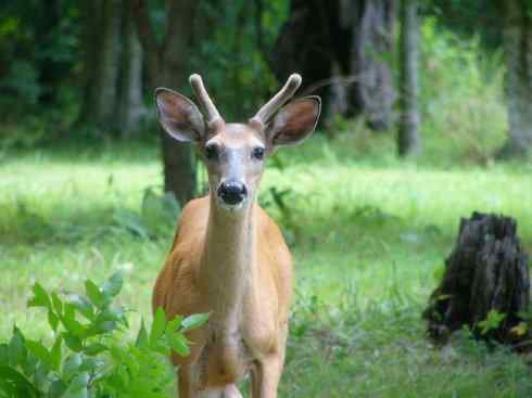 麒麟：传说的兽原型探秘（白尾鹿）