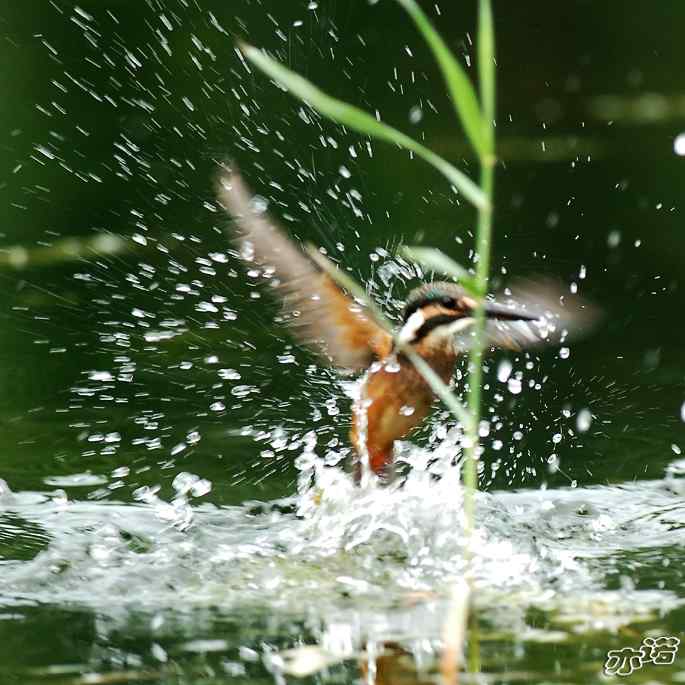 圆明园&nbsp;wbr路&nbsp;wbr跳水健将鈥斺斝〈