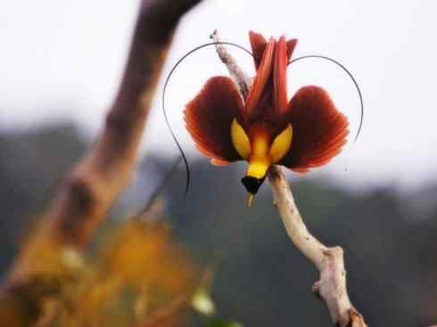 美丽无罪:雀鸟之极乐鸟 美丽无罪:雀鸟之极乐鸟