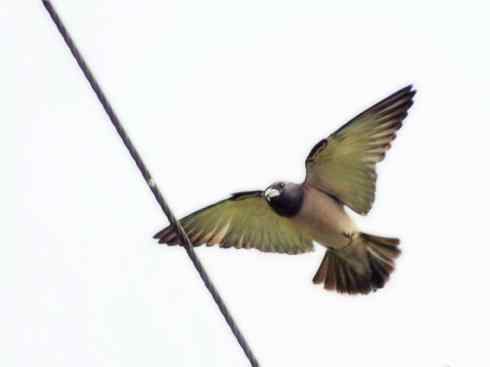 雀鸟也彪悍：空中精灵(燕鵙科)