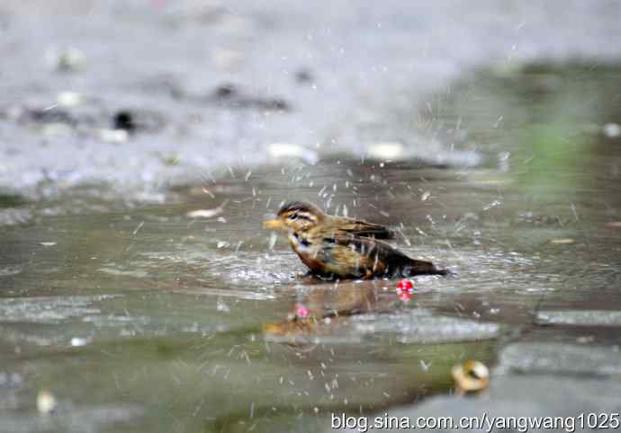 洗浴中的褐柳莺 洗浴中的褐柳莺