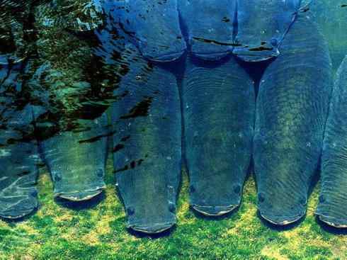 鱼类活化石：巨骨舌鱼