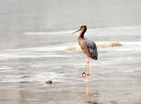 五百分之八的黑鹳