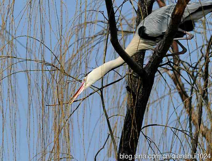 蓝天下勤劳的苍鹭