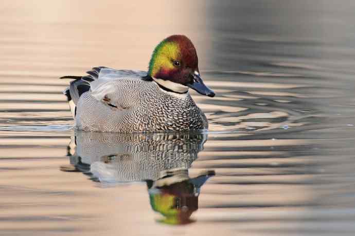 唐罗鸭 wbr八百里加急★ 唐罗鸭 wbr八百里加急★