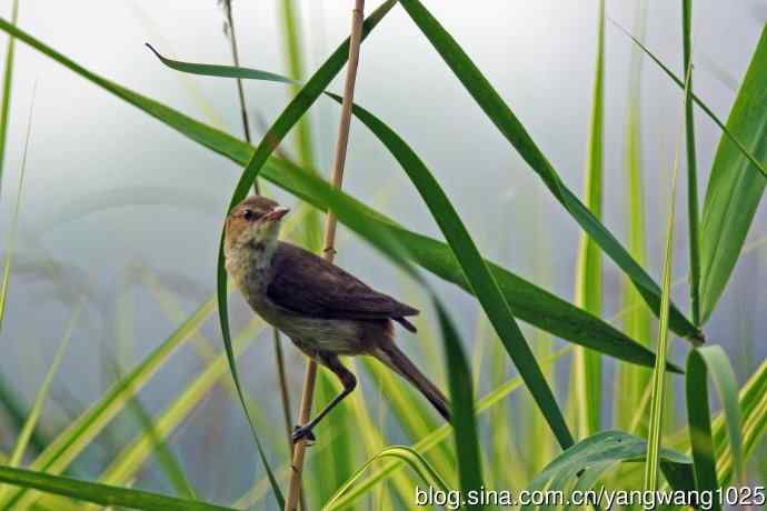 捉虫育雏的东方大苇莺（2）