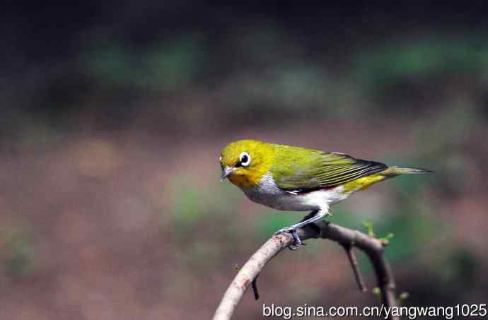 红胁绣眼鸟（3）