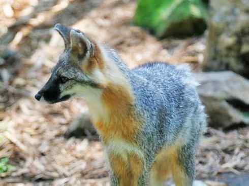 动物世界：山寨还是原创之十五