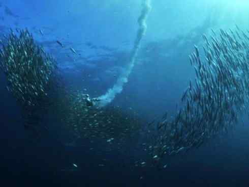 自然奇观：动物大迁徙(沙丁鱼)