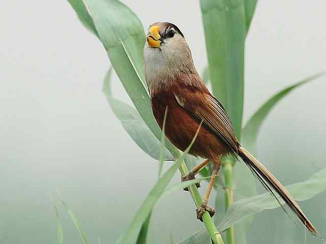 衡水湖印象(震旦鸦雀)