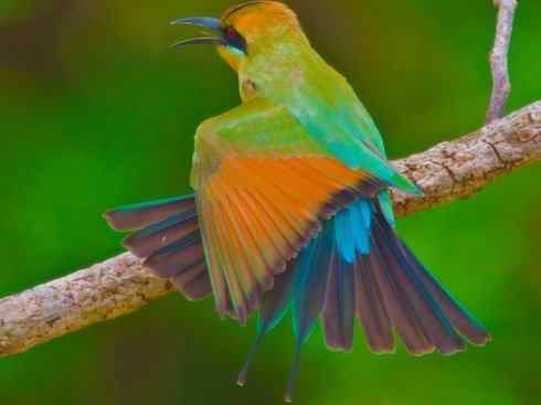 绝色攀禽：佛法僧目之蜂虎3